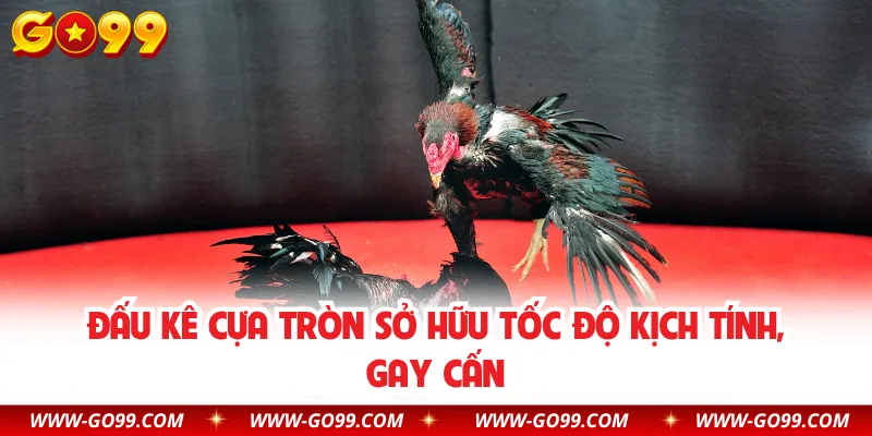 Đấu kê cựa tròn sở hữu tốc độ kịch tính, gay cấn